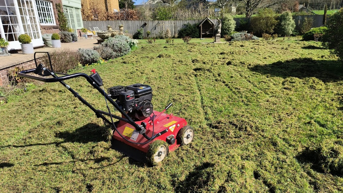 Lawn scarifying and renovation in progress with a petrol scarifier