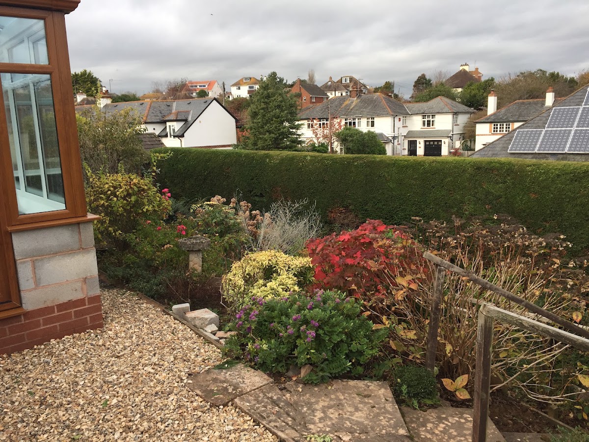 A neatly trimmed hedge line with autumn planting in a Bridport garden