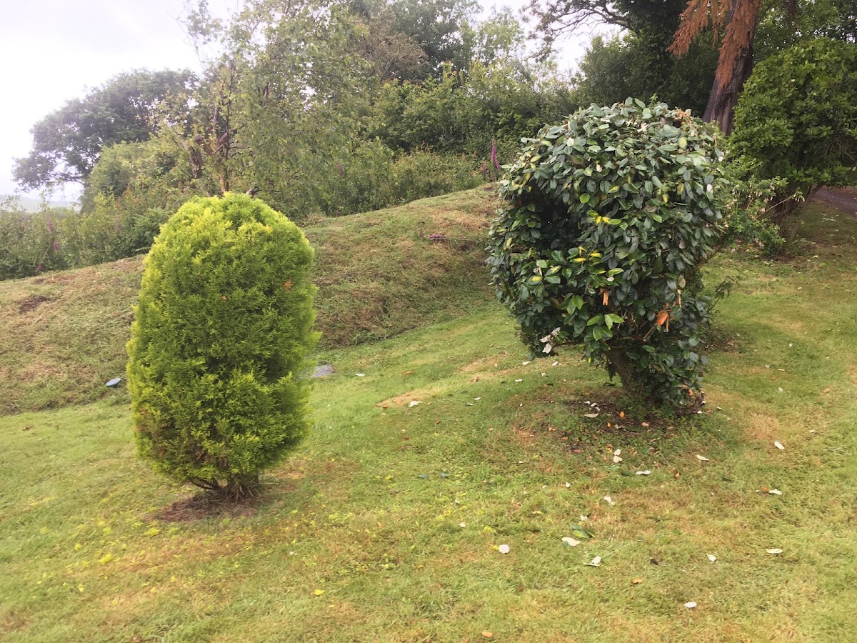 Two neatly shaped conifer and broadleaf shrubs on a lawn
